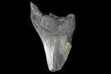 Partial, Fossil Megalodon Tooth #88864-1